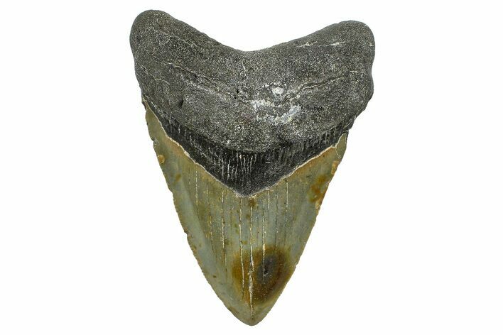 Serrated, Fossil Megalodon Tooth - North Carolina #368455
